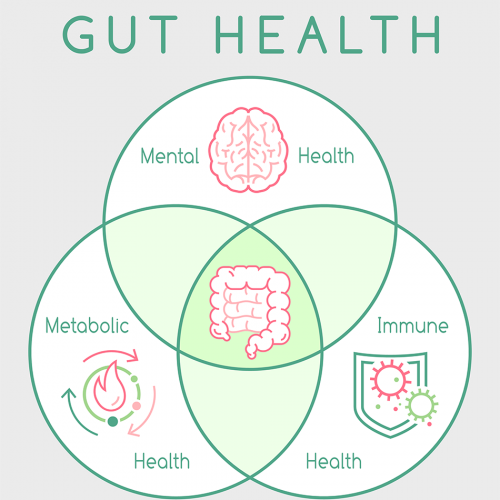 Gut-Health-Main-Photo-950